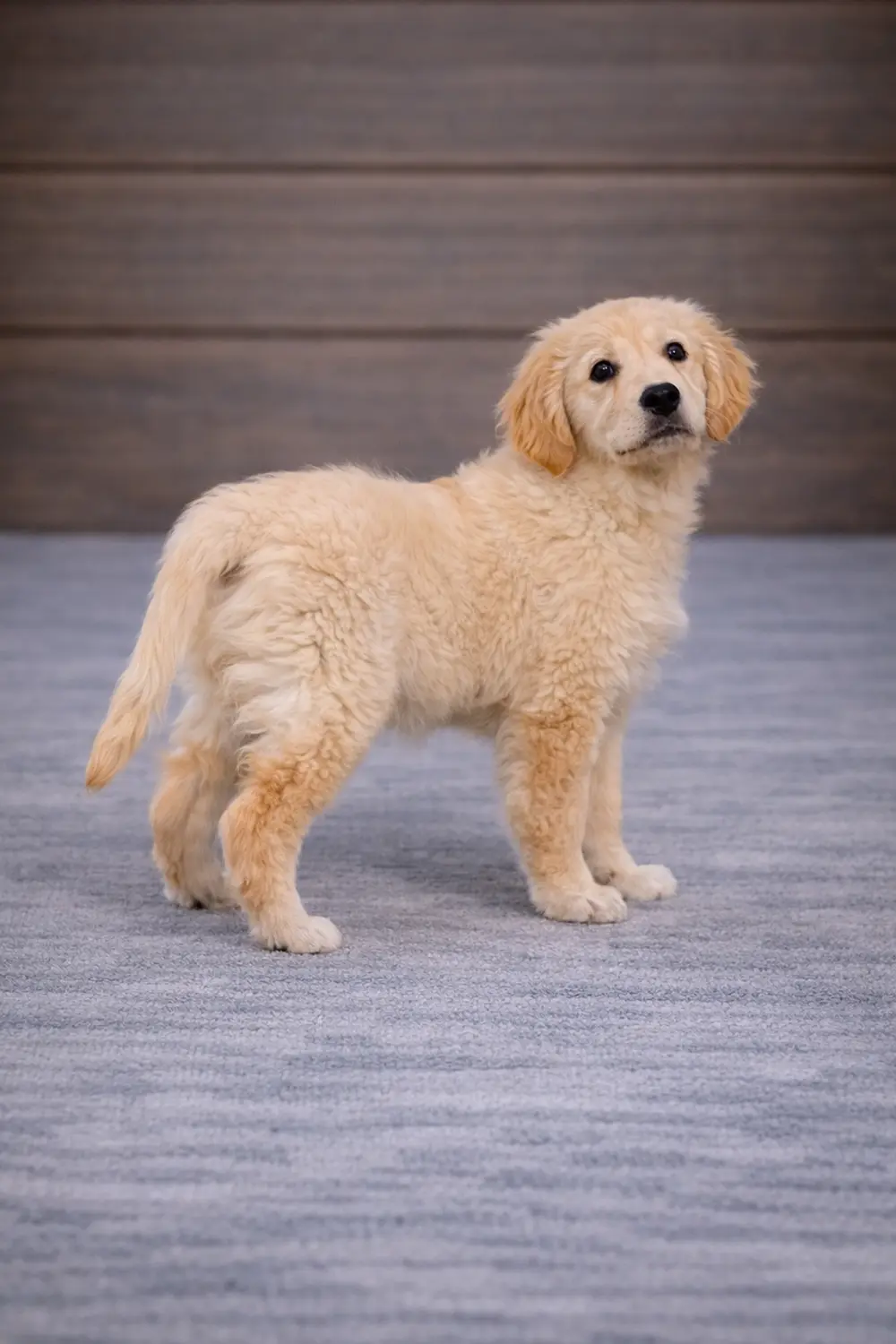 Golden retriever macho copia