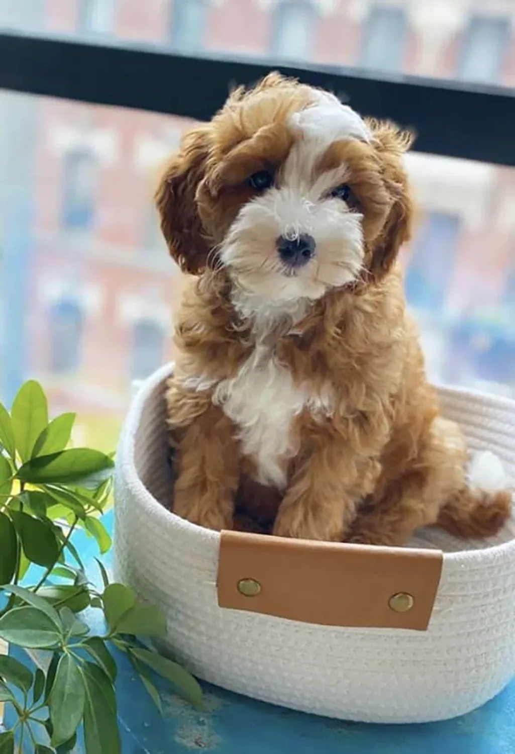 cachorro cavapoo en espana
