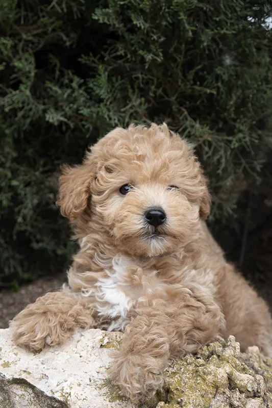 cachorro maltipoo camada disponible