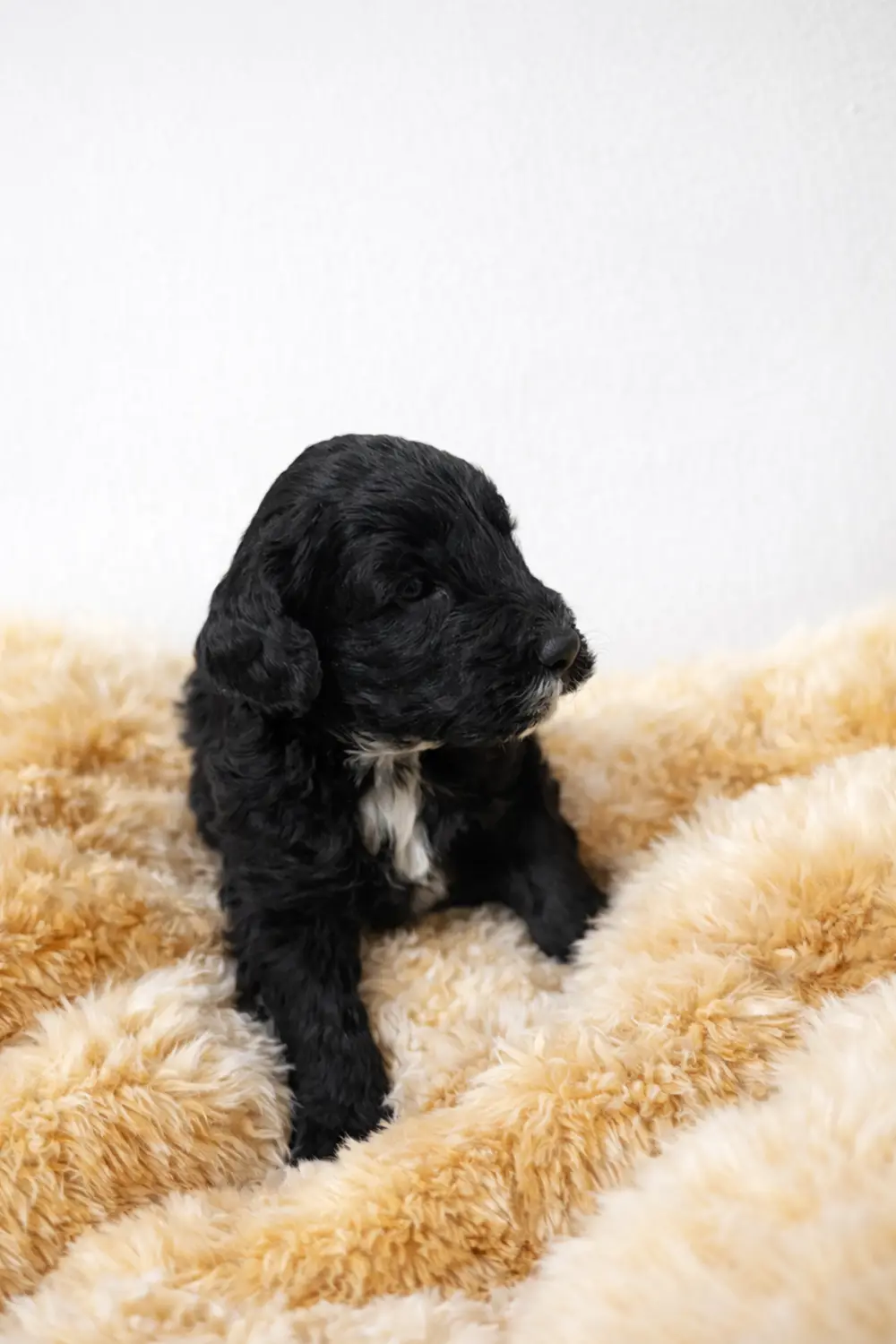 cachorros shepadoodle copia