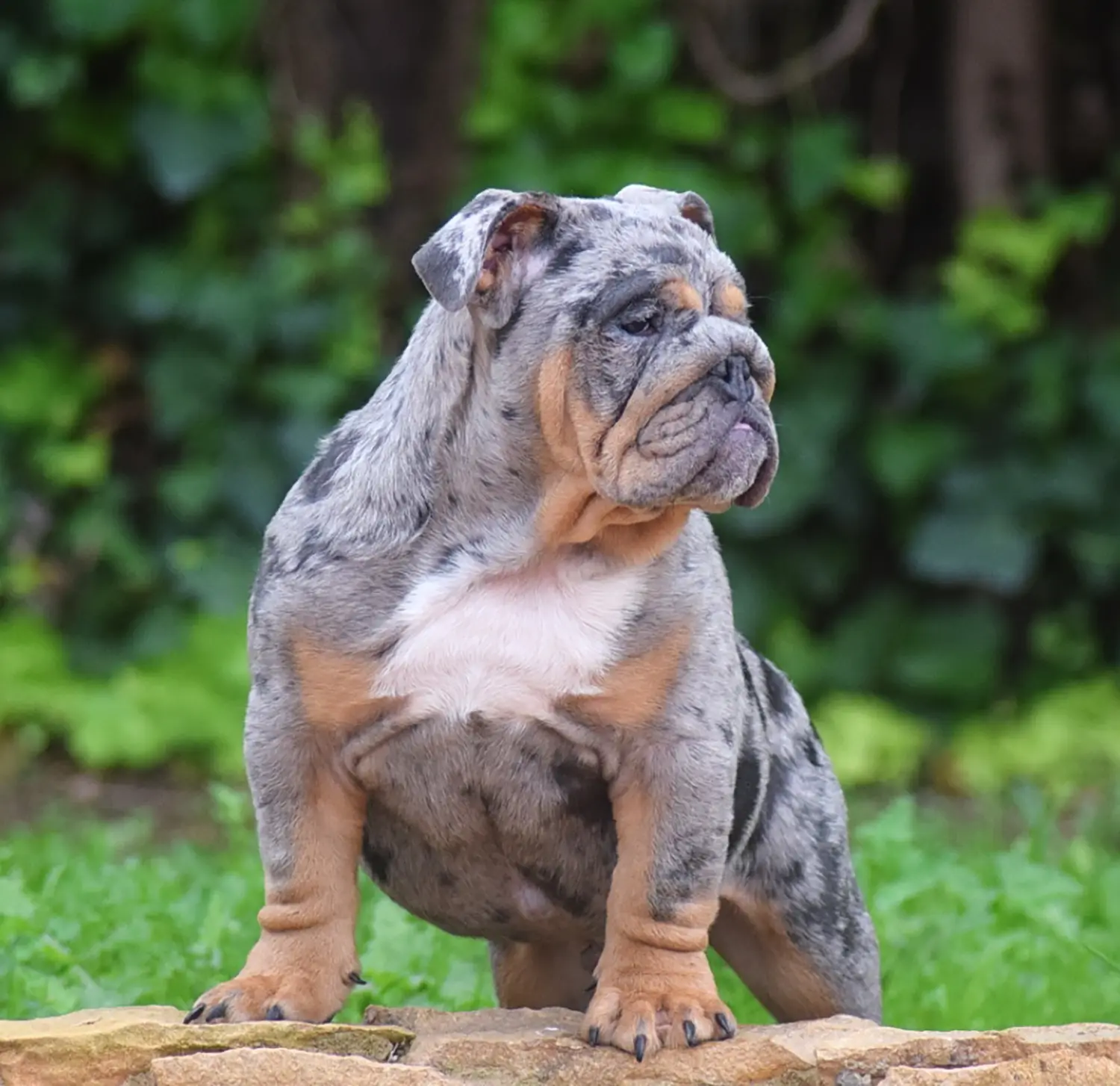 comprar bulldog ingles copia