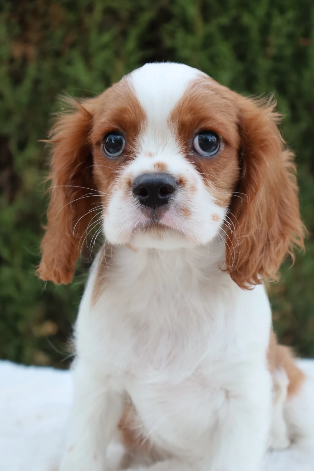 comprar cavalier king charles spaniel