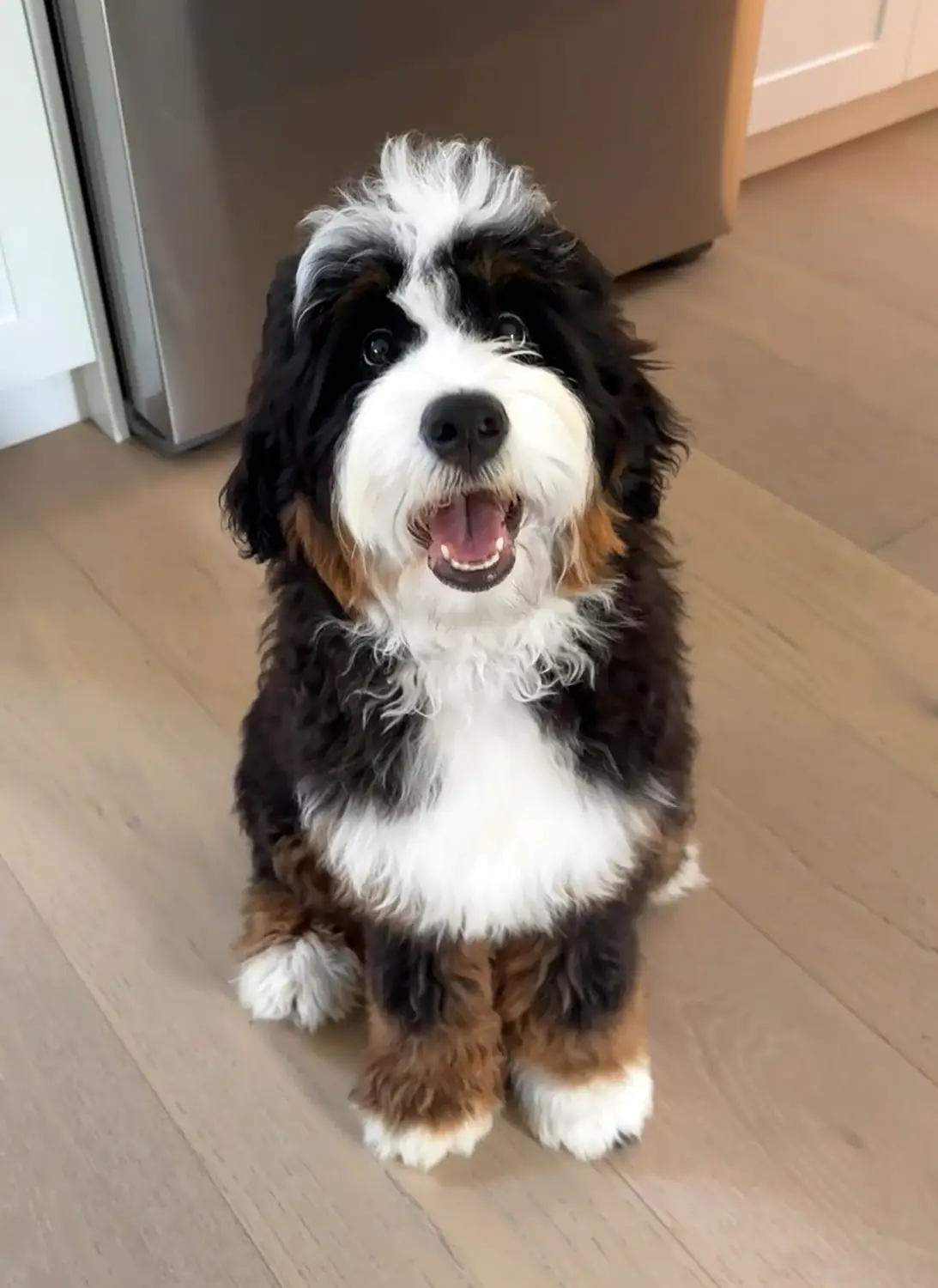 cria Bernedoodle copia