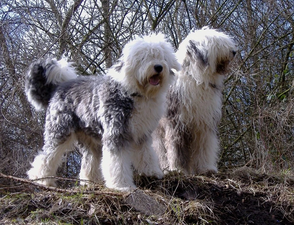 cria responsable de perros