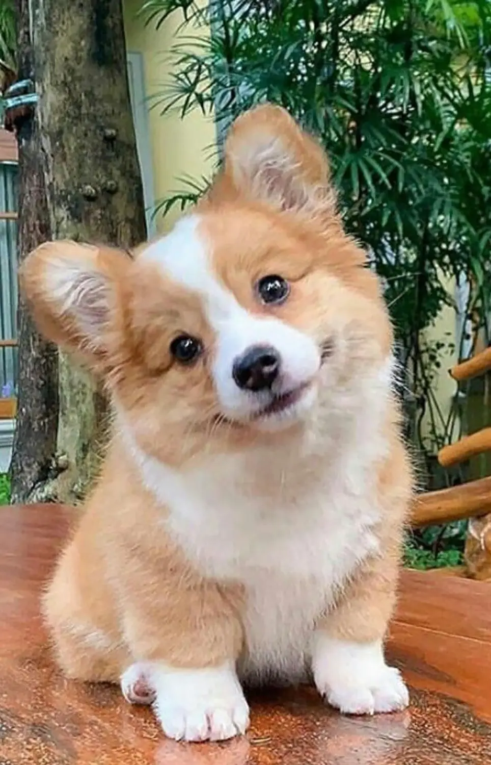 cria welsh corgi copia