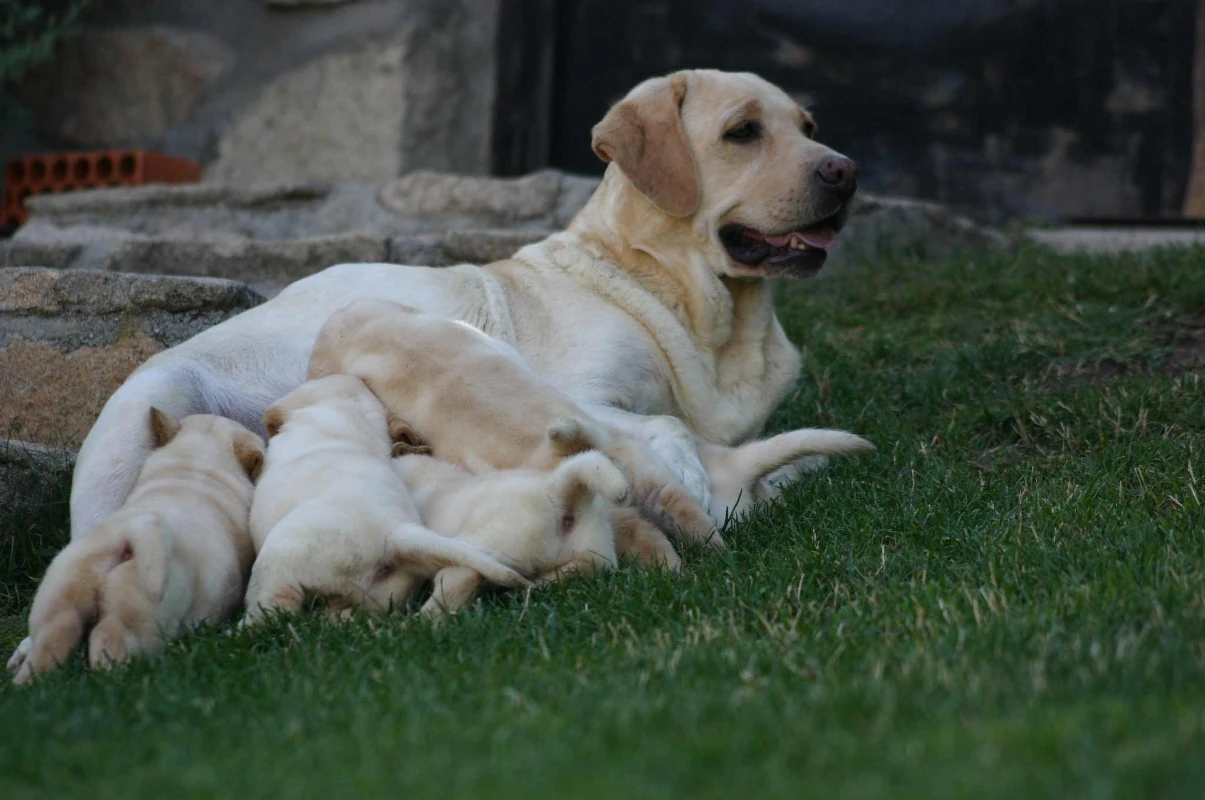 criadero de perros grandes