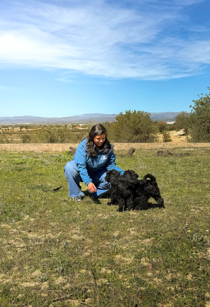 criadero de perros pequenos 1