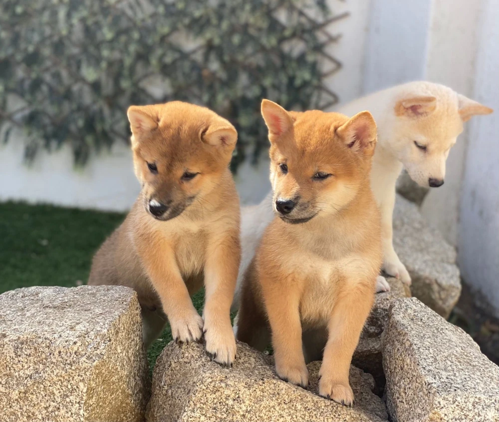 criadero perros medianos