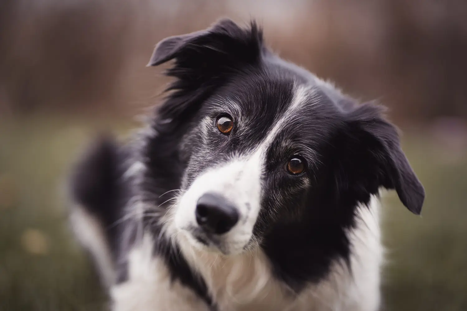 criador border collie copia
