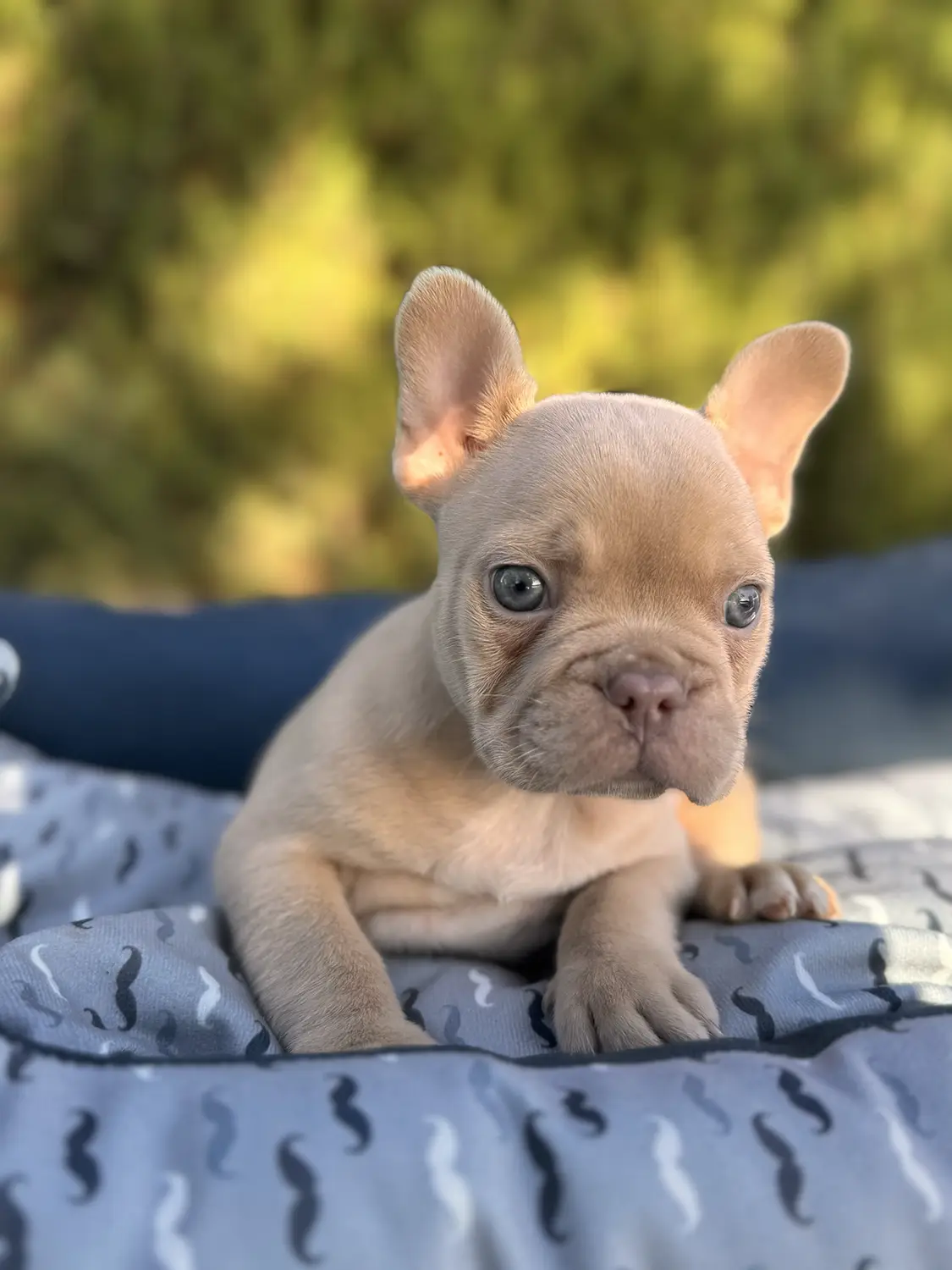 criador bulldog frances copia