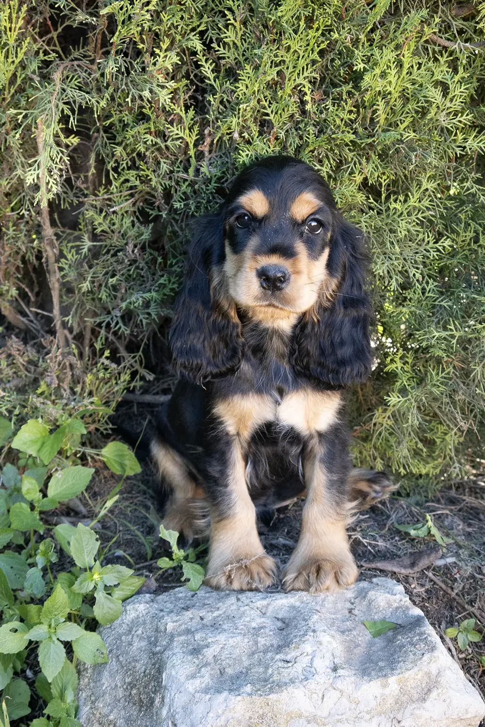criador cocker spaniel copia