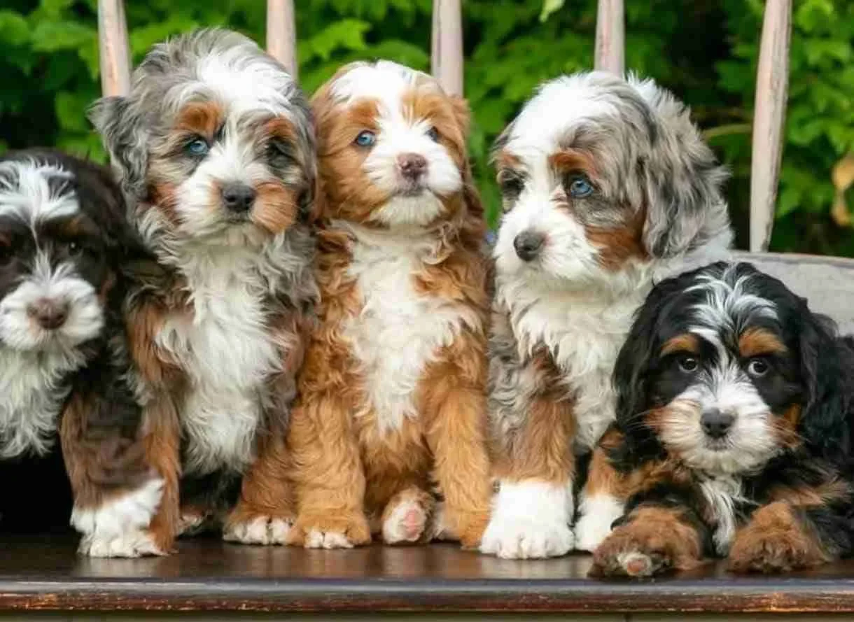 https://tuttypetslove.es/wp-content/uploads/2026/05/criador_de_perros_en_valencia.webp