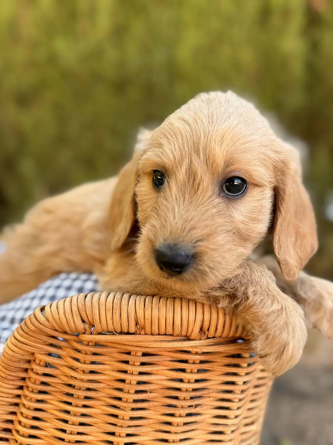 criador goldendoodle copia