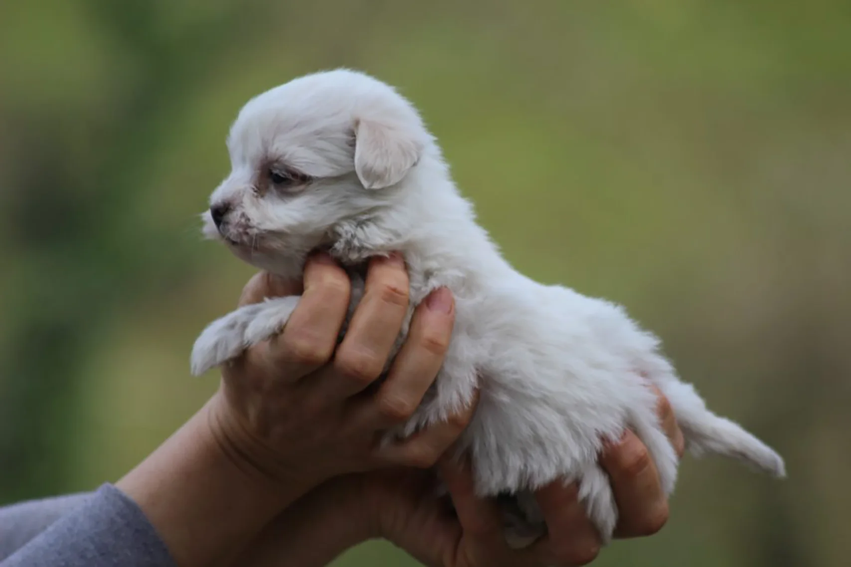 precio bichon maltes espana