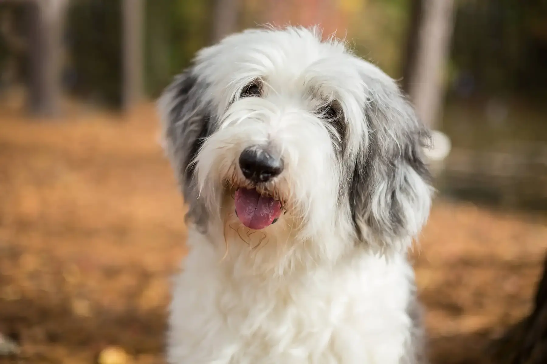 precio bobtail