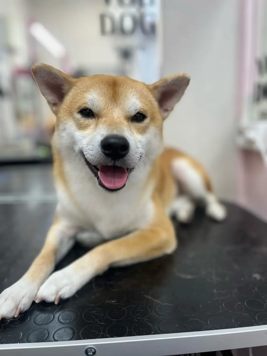 shiba inu copia