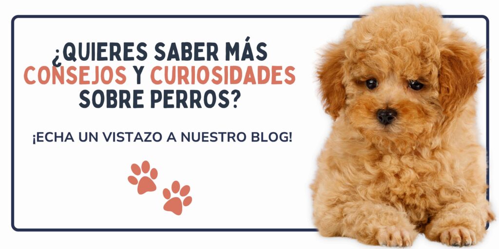 BANNER BLOG