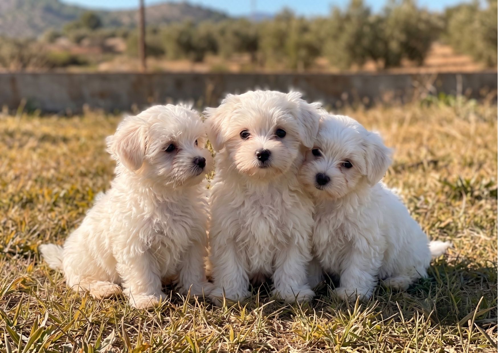 BICHON MALTES PRECIO