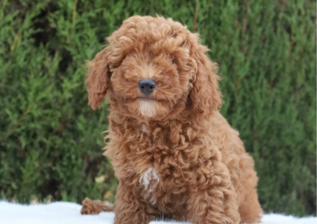 Caniche toy
