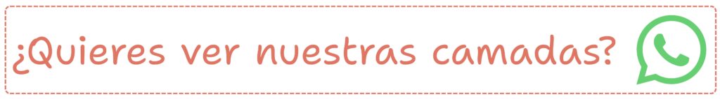 Contacto 2 - whatsapp