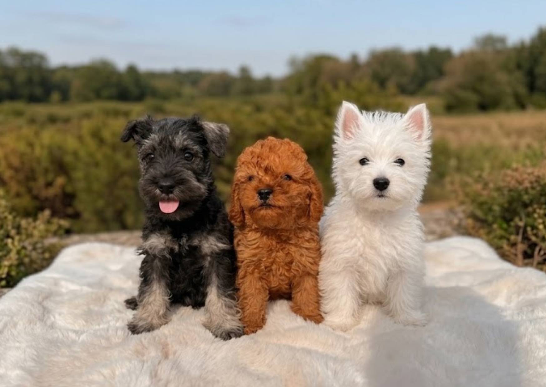 Razas de perros pequeños