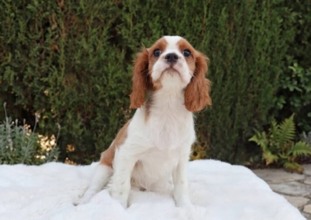 cavalier