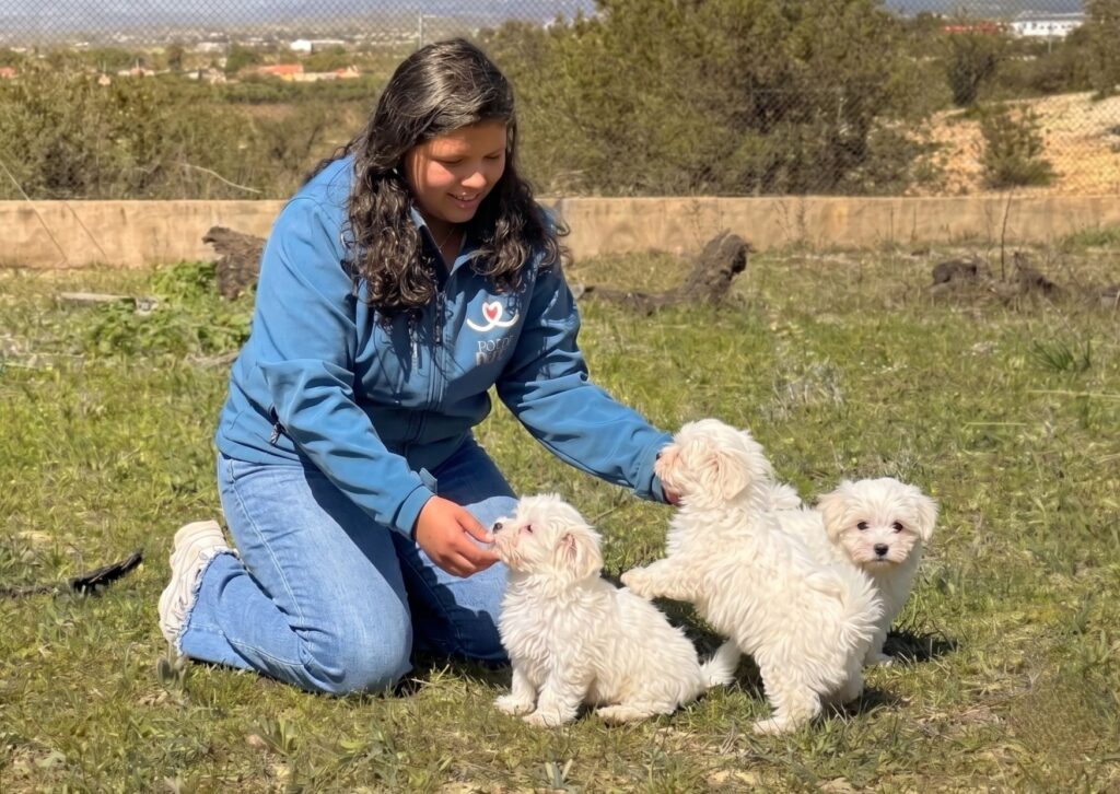comprar bichon maltes españa