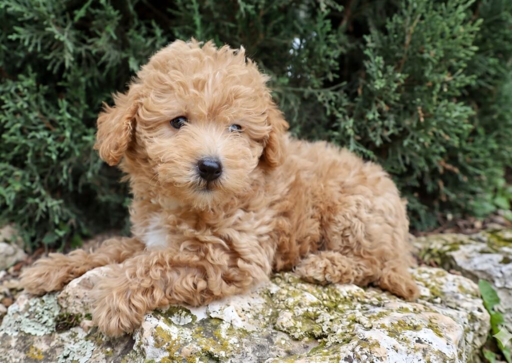 comprar cachorro maltipoo españa