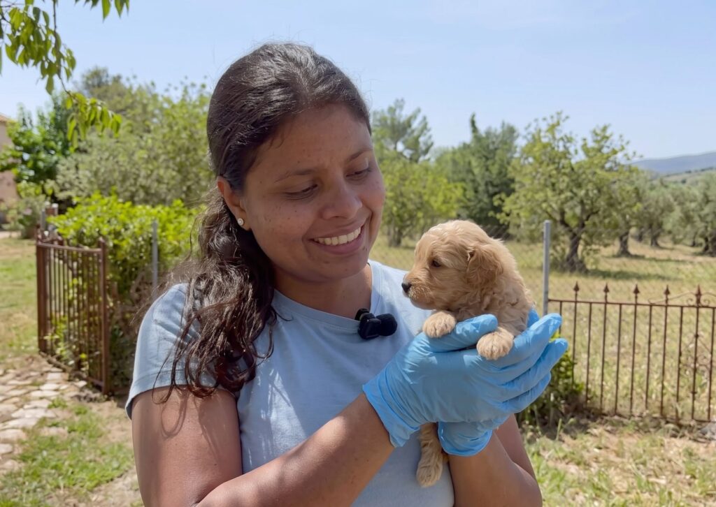 comprar maltipoo españa