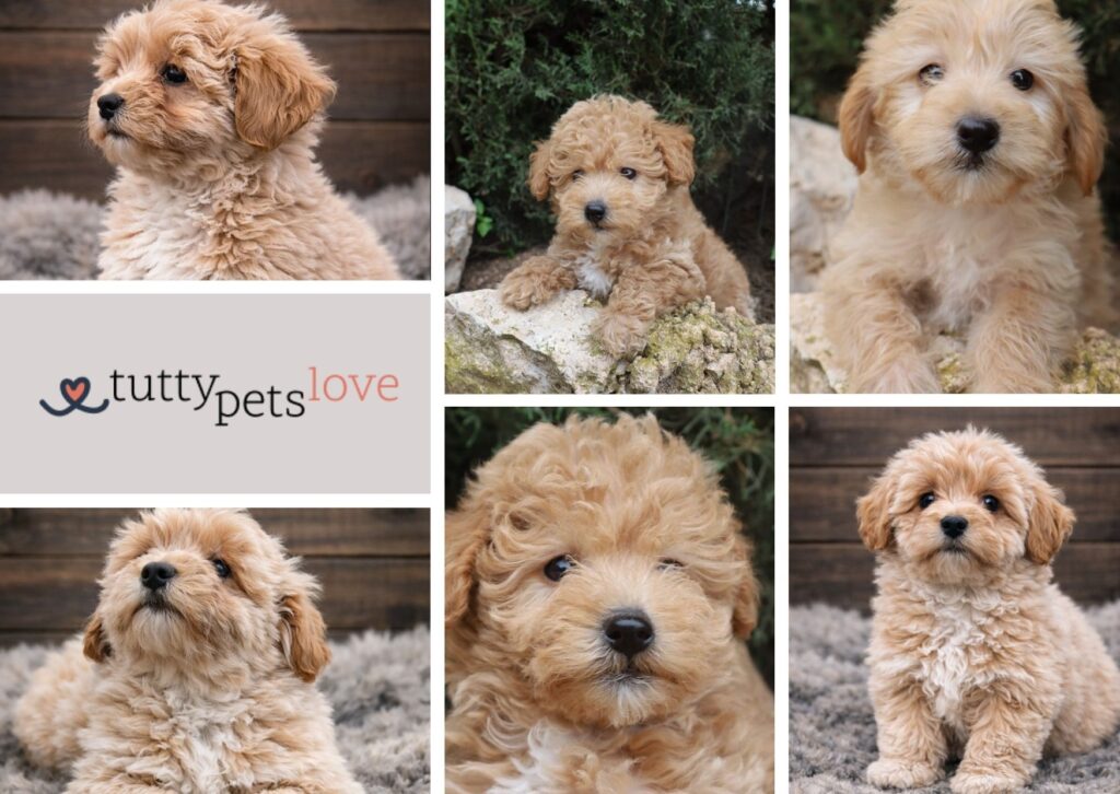 comprar cachorro 
maltipoo españa