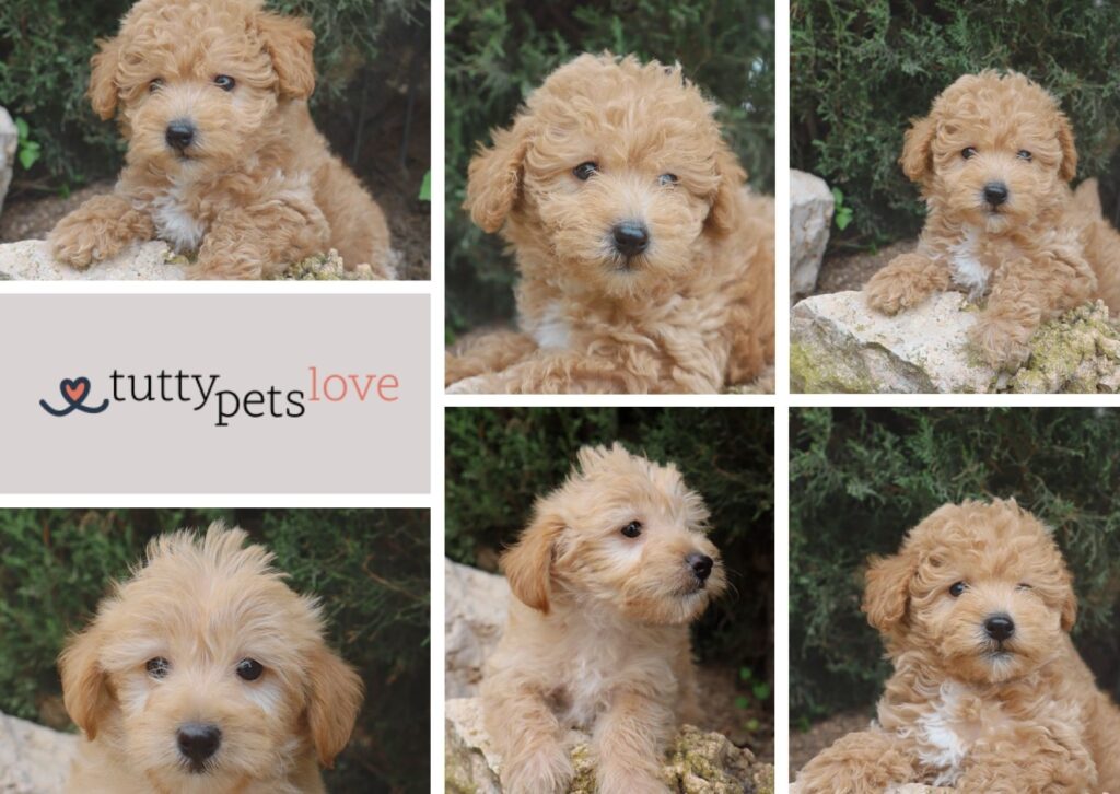 maltipoo