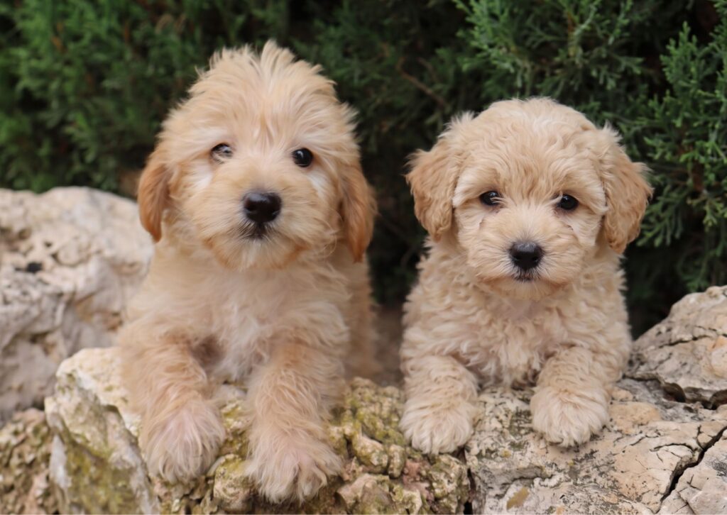 maltipoo precio españa