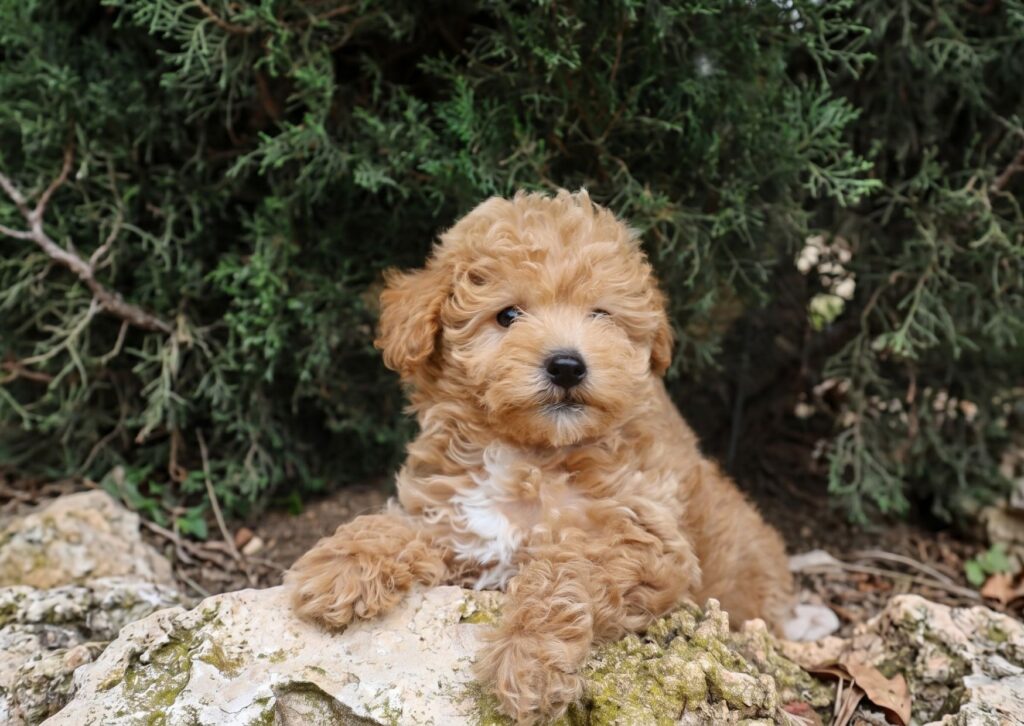 perro maltipoo