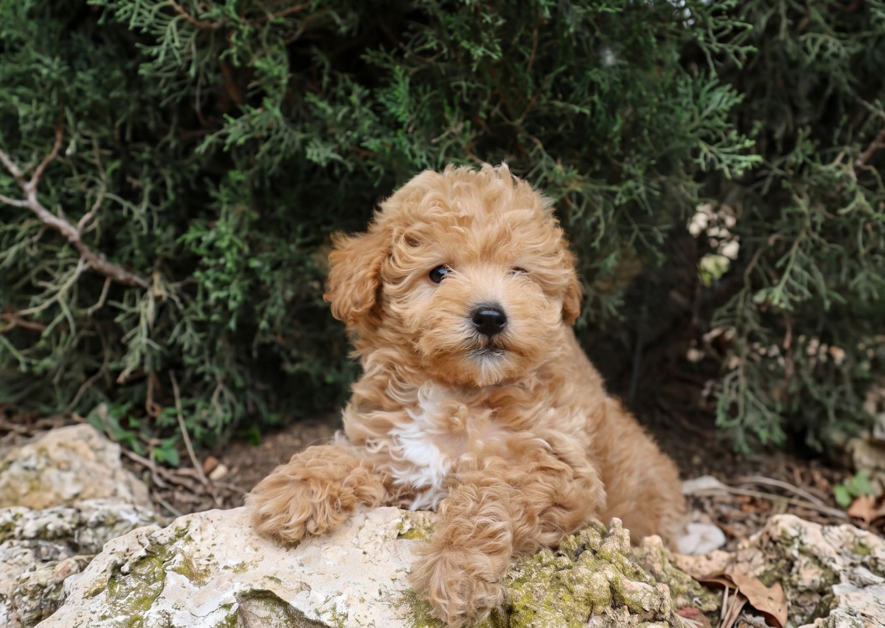 perro maltipoo