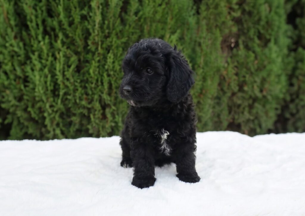 precio caniche toy
