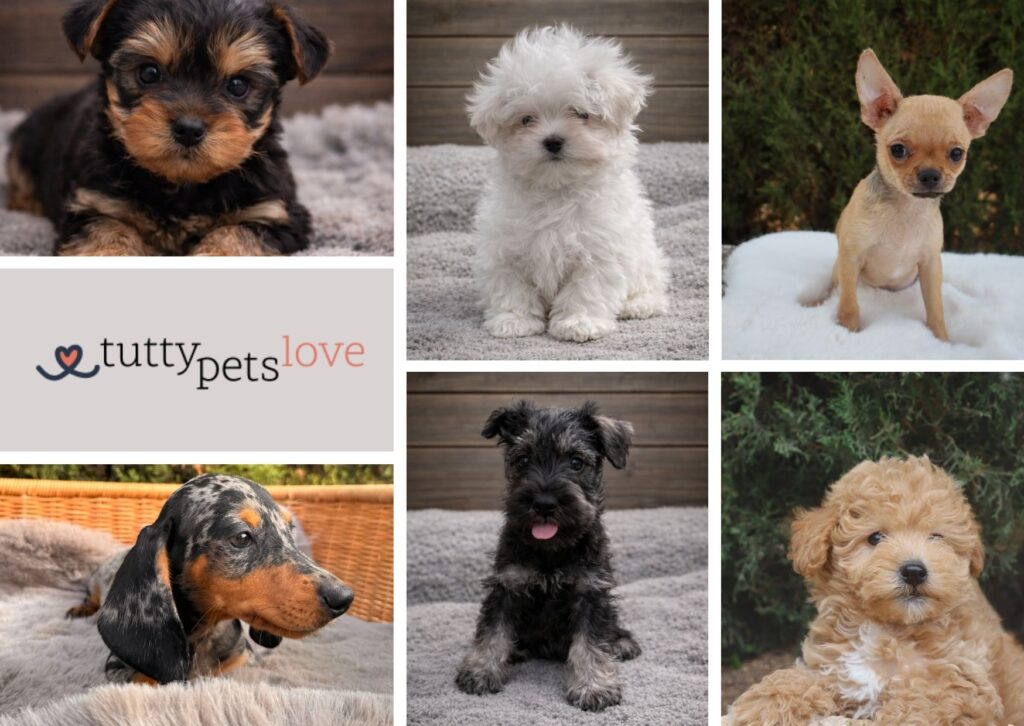 razas de perros pequeños