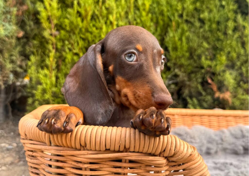 teckel perro salchicha