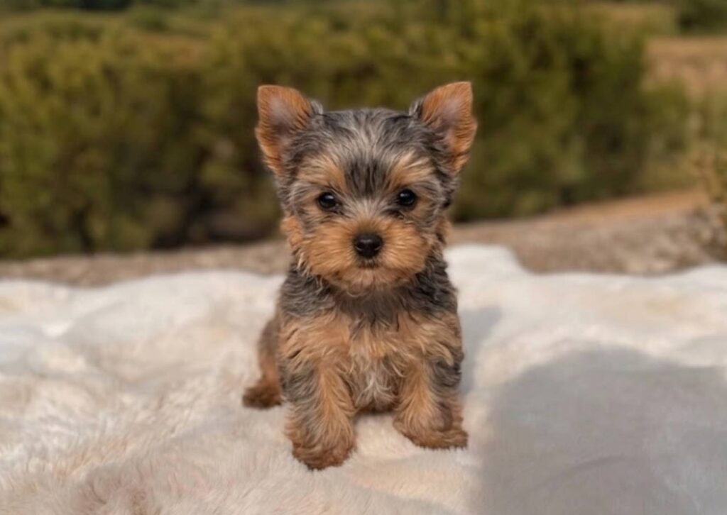 yorkshire terrier