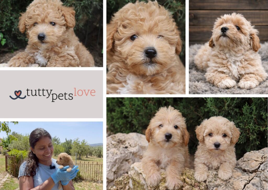 comprar maltipoo cachorro