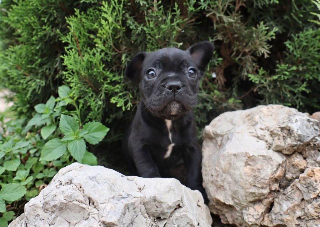 raza perro mediano bulldog