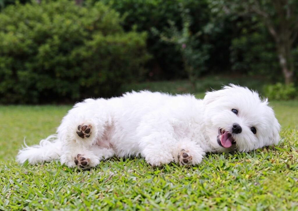 comprar cachorro bichon maltes