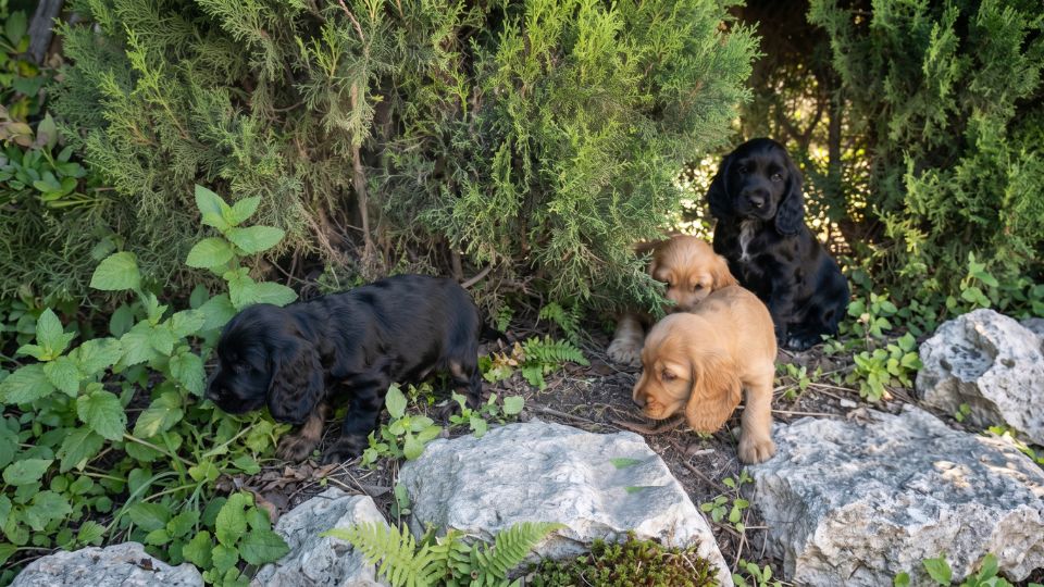 comprar cocker spaniel