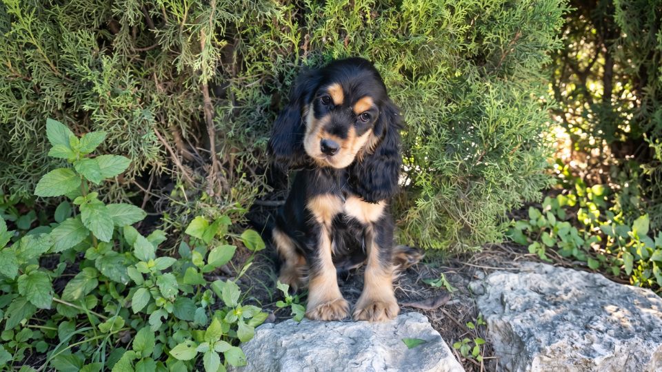 precio cocker spaniel